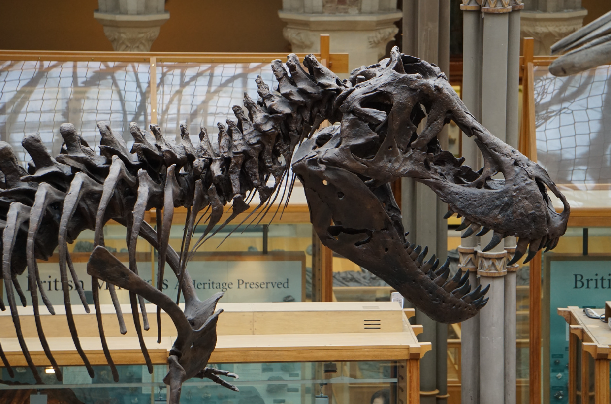 The Dinosaur – Issue 13